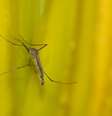 Quem tem restrições à vacina de febre amarela deve buscar se proteger dos mosquitos  Foto: Getty Images / BBCBrasil.com