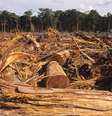 PF desmonta esquema de exportação ilegal de madeira da Amazônia para EUA e Europa  Foto: iStock