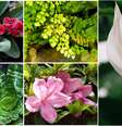 Estudo da USP levantou plantas que causam mais problemas quando ingeridas por animais domésticos  Foto: Getty Images / BBC News Brasil