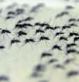 Mosquitos com Wolbachia no insetário da Fiocruz  Foto: Agência Brasil