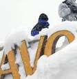 Elite mundial se encontra por alguns dias no vilarejo suíço coberto de neve  Foto: DW / Deutsche Welle