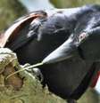 Criação de gancho é a primeira evolução tecnológica testemunhada pelos cientistas no reino animal  Foto: BBC News Brasil