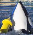 Wikie, uma fêmea orca de 16 anos, foi ensinada a imitar palavras em inglês e contar até 3 | Foto: Marineland  Foto: BBC News Brasil