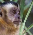 'O macaco é quase um mártir (...) Eles nos indicam onde há infecção', diz pesquisador do Instituto Oswaldo Cruz  Foto: Getty Images / BBC News Brasil