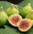 Figos para preparo de doce de figo verde  Foto: Shutterstock / TudoGostoso