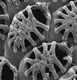 Klugerella petasus, uma espécies de briozoário descrita para o Brasil. A foto tirada no Microscópio Eletrônico de Varredura mostra a complexidade do exoesqueleto dos briozoários  Foto: BBC News Brasil
