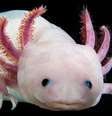 O axolote mexicano tem o maior genoma já identificado - e dez vez maior do que o dos humanos | Foto: Research Institute of Molecular Pathology (IMP)  Foto: BBC News Brasil