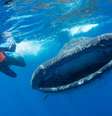 Apesar do tamanho, tubarões-baleia se alimentam por filtragem de pequenos plânctons, crustácios e peixes e, ao engolir água, ingerem também partículas de plástico suspensas | Foto: Simon Pierce/Marine Megafauna Foundation  Foto: BBC News Brasil