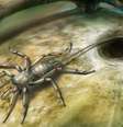 Aracnídeo, que viveu há 100 milhões de anos, lembra uma aranha como uma cauda | Ilustração: Bo Wang  Foto: BBC News Brasil