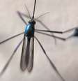 A diferença entre a febre amarela urbana e a silvestre está nos mosquitos que transmitem o vírus em cada ambiente | Foto: Josué Damacena/IOC/Fiocruz  Foto: BBCBrasil.com