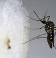 Se população de Aedes aegypti crescer, também aumentará o risco de transmissão urbana da febre amarela  Foto: Reuters / BBCBrasil.com