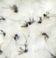 A febre amarela é transmitida pelo mosquito Aedes aegypti   Foto: Agência Brasil