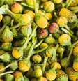 Flores de jambu  Foto: Shutterstock / TudoGostoso