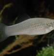 O pequeno peixe se reproduz de forma assexuada e desafia teoria de extinção da espécie  Foto: Reuters / BBC News Brasil