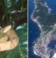 Isolamento geográfico levou ao surgimento de nova espécie de jararaca que só existe em ilha do litoral paulista | Foto: Marcelo Ribeiro Duarte  Foto: BBC News Brasil