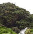 A árvore da espécie Picea sitchensi, localizada numa ilha na Nova Zelândia, foi plantada em 1905 e cresce em média 1 cm por ano | Foto: Pavla Fenwick  Foto: BBC News Brasil