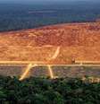 Perdão a desmatamentos cometidos até 2008 está entre os pontos mais polêmicos do Código Florestal, que tem dispositivos questionados no STF  Foto: Getty Images / BBC News Brasil