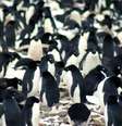 As Ilhas Danger formam um arquipélago compacto na ponta de uma península | Foto: M.Polito/LSU  Foto: BBC News Brasil