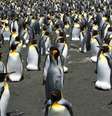 Pinguins-rei procriam em muitas das ilhas da Antártida / Foto: CNRS  Foto: BBC News Brasil