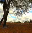Em Floresta, Pernambuco, água potável só chega com os caminhões-pipa.   Foto: DW / Deutsche Welle