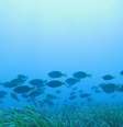 Sem a redução de CO2, espécies podem sumir no Mediterrâneo  Foto: Ansa / Ansa - Brasil
