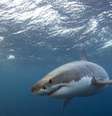 Ataques de tubarão vêm aumentando na Austrália  Foto: Getty Images / BBC News Brasil