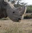 Rinoceronte-branco do norte Sudan é visto na entidade Ol Pejeta Conservancy em Laikipia, no Quênia 18/06/2017 REUTERS/Thomas Mukoya   Foto: Reuters