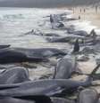 Baleias foram encontradas primeiro por pescador em praia da Austrália  Foto: Governo da Austrália Ocidental / BBC News Brasil