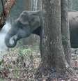 Cientista filmou elefanta soltando fumaça em floresta da Índia em 2016, mas só divulgou imagens agora por 'não ter percebido sua importância'  Foto: WCS/Divulgação / BBC News Brasil