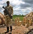 Até 2008, a caça ilegal de rinocerontes e elefantes estava sob controle na África  Foto: AFP / BBC News Brasil