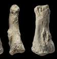 Um fóssil encontrado por pesquisadores no deserto árabe foi identificado como sendo a falange de um Homo sapiens de 85 mil anos   Foto: BBC News Brasil