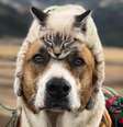 A amizade de Baloo (o gato) e Henry (o cachorro) conquistou meio milhão de seguidores no Instagram   Foto: BBC News Brasil