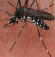 Mosquito que transmite a febre amarela  Foto: DW / Deutsche Welle