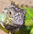 Com o nome cientpifico de "olho pineal", a estrutura serve para orientar os répteis  Foto: Getty / BBC News Brasil