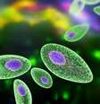 Toxoplasma é um parasita que pode ser transmitido pela ingestão de água, carne e frutas e vegetais contaminados  Foto: Getty Images / BBC News Brasil