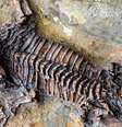 As possibilidades de falhar no processo de fossilização são infinitas  Foto: Getty Images / BBC News Brasil