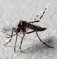 Mosquito Aedes aegypti geneticamente modificado em Piracicaba
 26/10/2016     REUTERS/Paulo Whitaker  Foto: Reuters