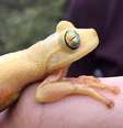 Myersohyla Chamaleo, espécie encontrada pela primeira vez no território brasileiro  Foto: BBC News Brasil