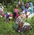 Civis da minoria kachin em fuga de suas casas enquanto prosseguem os combater no norte de Mianmar.   Foto: DW / Deutsche Welle