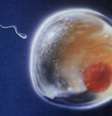 Concentração, mobilidade e forma dos espermatozoides vêm se deteriorando  Foto: Wiki Commons / BBC News Brasil