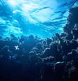 Apenas 15% do oceano do planeta é mapeado  Foto: stock_colors / BBC News Brasil