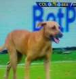 Cachorro invade jogo Brasil X Colômbia  Foto: Reprodução