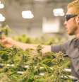 A Anvisa autorizou a importação de derivados de maconha para uso medicinal em 2015  Foto: Getty Images / BBC News Brasil