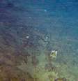 Banco de rodolitos coberto por algumas esponjas-do-mar descobertos dentro do bloco onde a Total quer explorar petróleo. Eles estão a 180 metros de profundidade e 120 km da costa brasileira.   Foto: Greenpeace