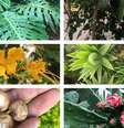 Várias plantas comuns em cidades têm partes comestíveis  Foto: BBC News Brasil