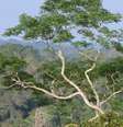 Organizações apontam ofensivas que vêm prejudicando a Floresta Amazônica  Foto: DW / Deutsche Welle