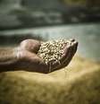 Preço do arroz vai subir até 35%  Foto: pixalot / Getty Images