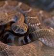 Movimento de refelxo muscular permite cobra picar mesmo após ter sido morta  Foto: BBC News Brasil