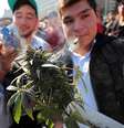 Senado do Canadá aprova uso de maconha para fins recreativo  Foto: EPA / Ansa