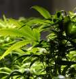 Maconha em estado natural  Foto: Christopher Furlong / Getty Images 